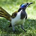 Blue-faced Honeyeater, Townsville, January 2024
