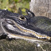 alligator with turtles -  Orlando Wetlands Park -  Orange County   Florida