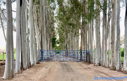 Batistella Brothers and its Eucalyptus Alley.  Entrance of the farm where 7,500 cattle heads are bei