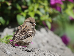 1DX33428 View Large. Female House Sparrow. Kāʻanapali, Maui Hawaii
