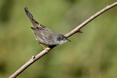Toutinegra-dos-valados, macho, Sardinian Warbler, male