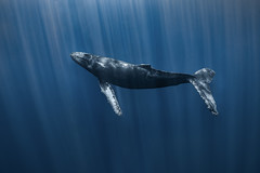 Humpback whale-Baleine à bosse (Megaptera novaeangliae)