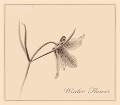 Winter flower - Pulsatilla