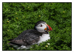 Puffin having a rest - (Fratercula arctica) 2 clicks for for large