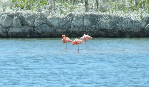 Bonaire - Gotomeer Flamingos