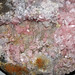 Rhodochrosite-quartz (Burlington Vein, latest Cretaceous to early Tertiary, 62-66 Ma; Burlington Mine, Butte, Montana, USA) 5