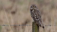 Short-eared Owl, on Post