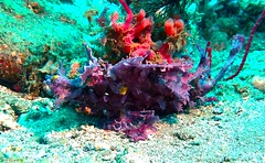 Weedy Scorpionfish - Rhinopias frondosa - Tentakel-Drachenkopf