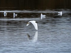 Egret, in flight