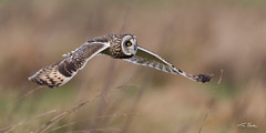 SEO - Low, Close Fly-By