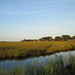 Brackish marsh (Chincoteague Bay) -IMG_8126