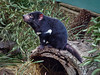Tasmanian Devil, Bonorong Wildlife Park, Brighten, Tasmania, Australia