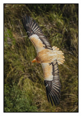 Egyptian Vulture (Neophron percnopterus) 2 clicks for large