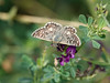 Papillon Armoricain mle