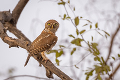 Geparelde dwerguil - Pearl-spotted Owlet