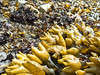 Seaweed on Brickyard Beach