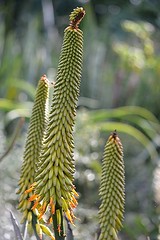 Stalk of Aloe buds and flowers