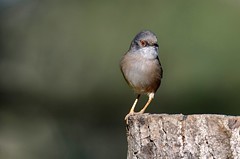 Toutinegra-dos-valados, macho, Sardinian Warbler, male