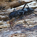 Chlorophorus figuratus (Cerambycidae), Le Collet-de-Dèze, Lozère, France
