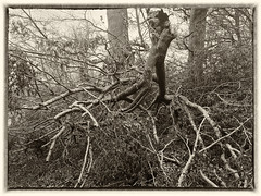 fallen branches