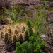 Cactus Desert Mountains Bacground