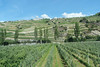 Old vineyard terraces, Switzerland
