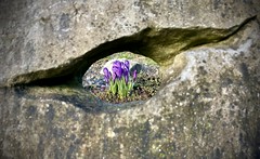 Purple Stone images