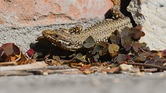 Lézard des murailles - Podarcis muralis - Common wall lizard