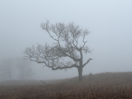 Oak in the mist