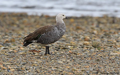 Upland Goose (Bar-breasted) (Chloephaga picta) - Ushuaia, AR