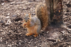Fox Squirrels in Ann Arbor at the University of Michigan on February 7th, 2024 - 38/2023  241/P365Year16  5719/P365all-time – (February 7, 2024)