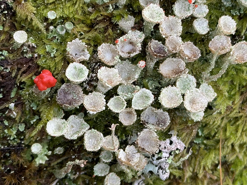Pixie Cup Lichens