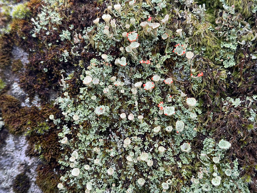 Pixie Cup Lichens