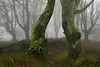 Old beech trees in the forest