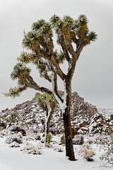 There Is No Sun Out to Melt This Lovely Snow (Joshua Tree National Park)