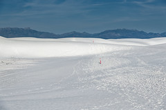 They Are Lined Up to Show My Way (White Sands National Park)