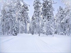 skiing in the taiga forest
