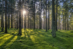 *sun in the mossy magic forest*