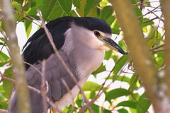 Bihoreau gris - Nycticorax nycticorax - Black-crowned night heron