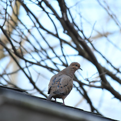 Mourning Dove    43/365