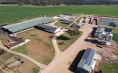 Silvermere Holsteins 2159 Forbes Road, Cowra NSW