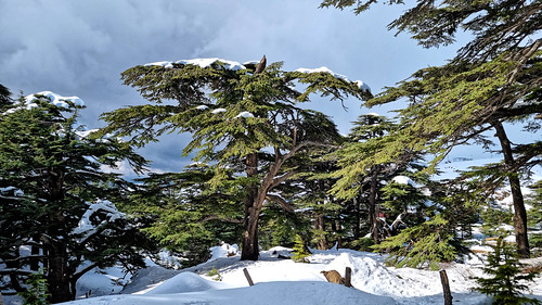 Les cèdres du Liban à Bcharre sous la neige