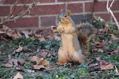 Fox Squirrels in Ann Arbor at the University of Michigan on February 8th, 2024 - 39/2023  242/P365Year16  5720/P365all-time – (February 8, 2024)