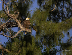 Bald Eagle,male