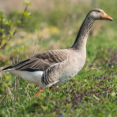DSC00607 Grauwe Gans, Grey Lag Goose, Anser anser.