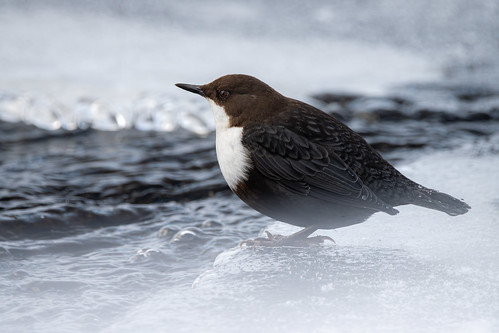 Close Encounters of the Dipper Kind