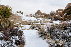 Always Bringing a Smile to My Heart When I See Snowing Falling (Joshua Tree National Park)