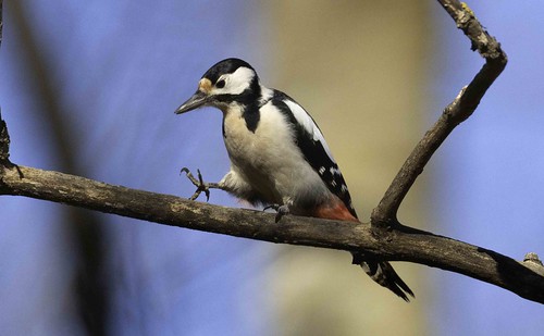 Buntspecht- Great Spotted Woodpecker