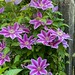 Clematis "Dr. Rupple"