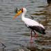lake oloidien, yellow billed stork in water